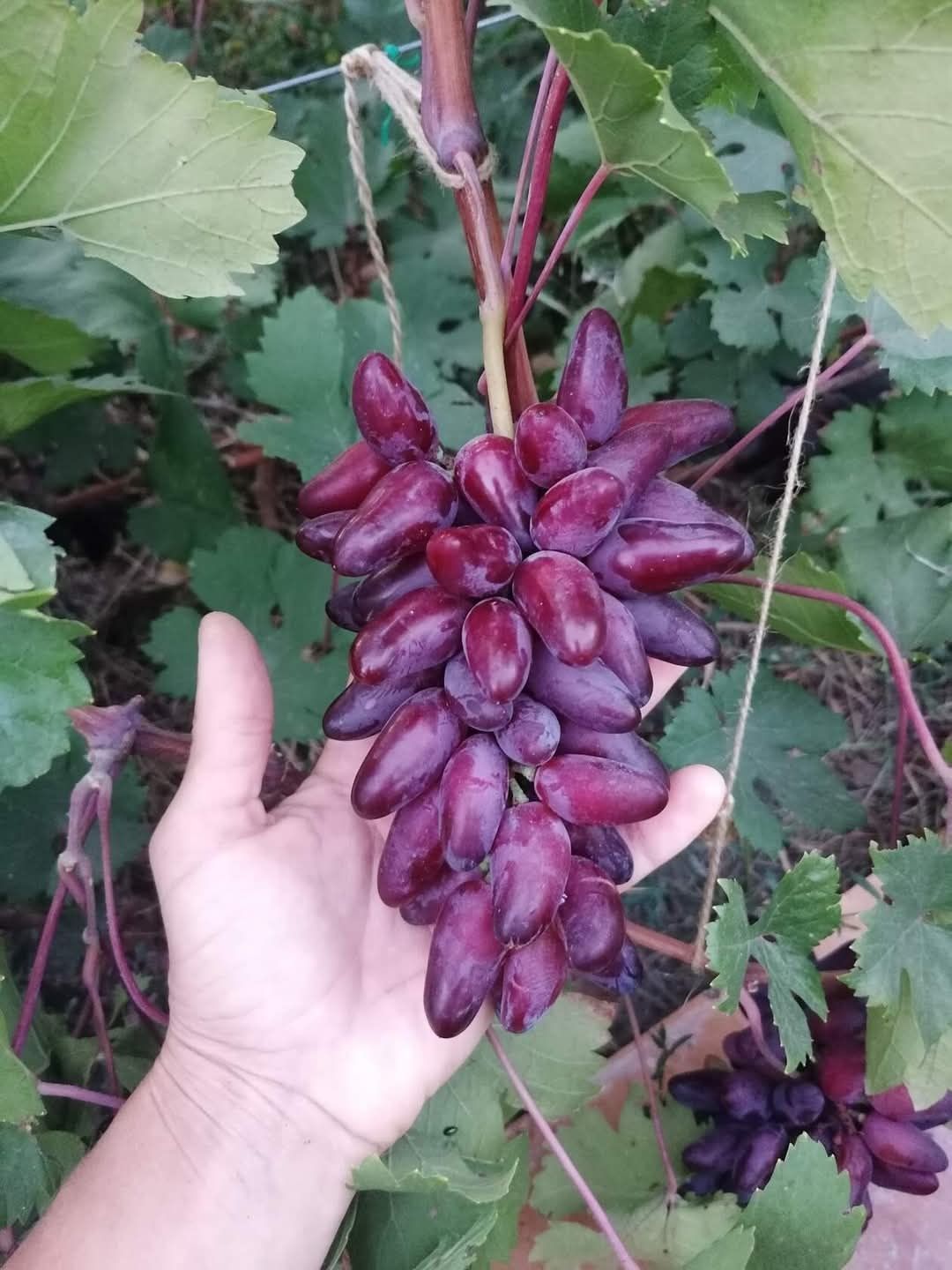 Vita de vie Velyur la ghiveci