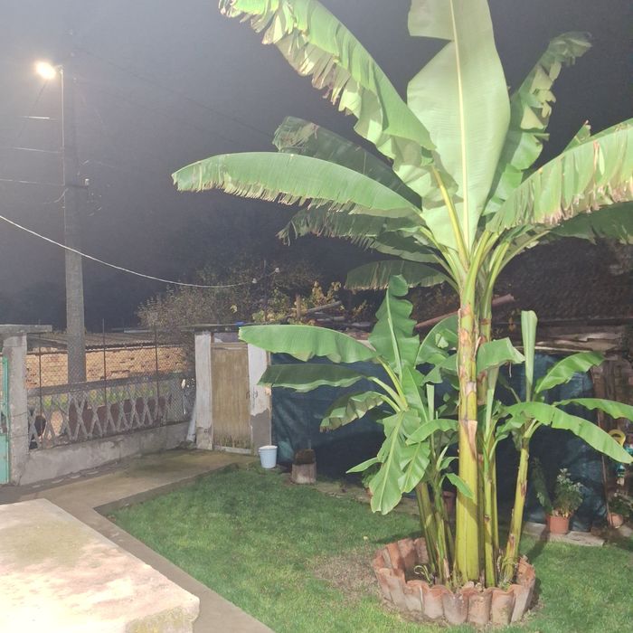 Банан палма  студоустойчив
