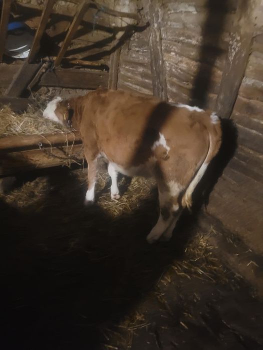 Vand viteaua baltata romaneasca