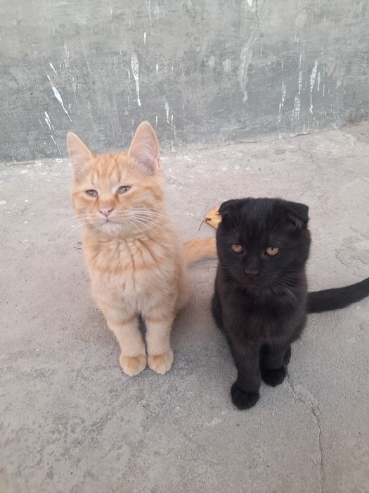 Отдаю бесплатно красивых котят