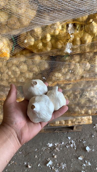 Vand usturoi soi national si chino pentru plantat