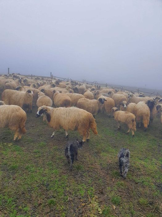 Oi breze, tinere,  de vânzare
