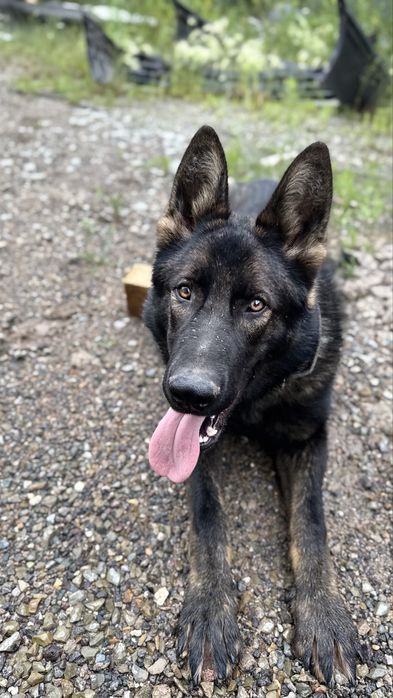 Овчарка немец 1 год