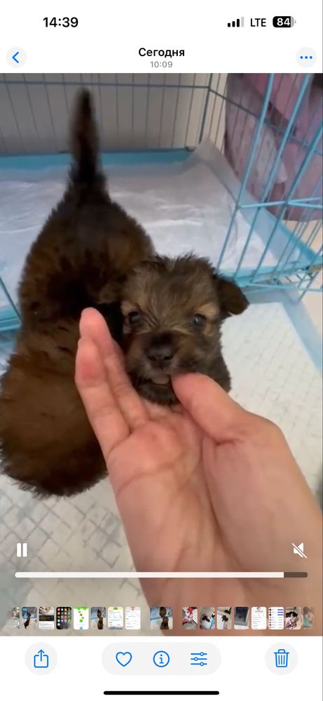 Щенки девочки ищут  дом! Костанай!Привезем!