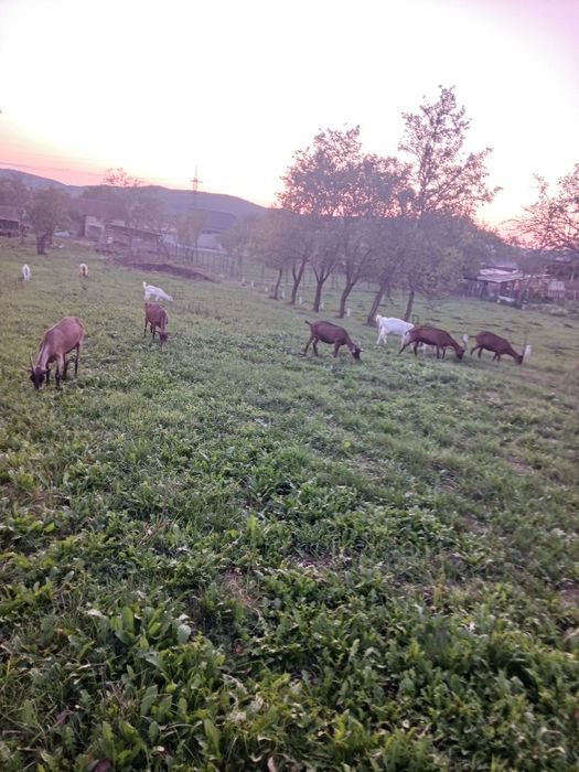 Vând capre de rasă Alpina Franceză