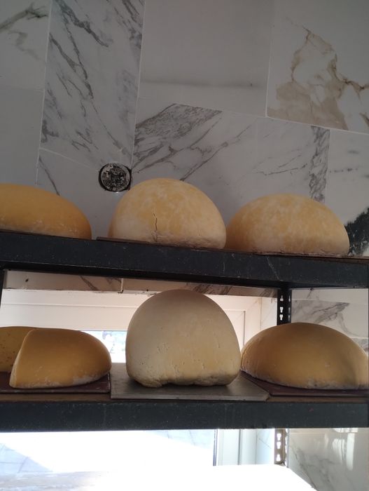 Vând caș și brânză de vacă