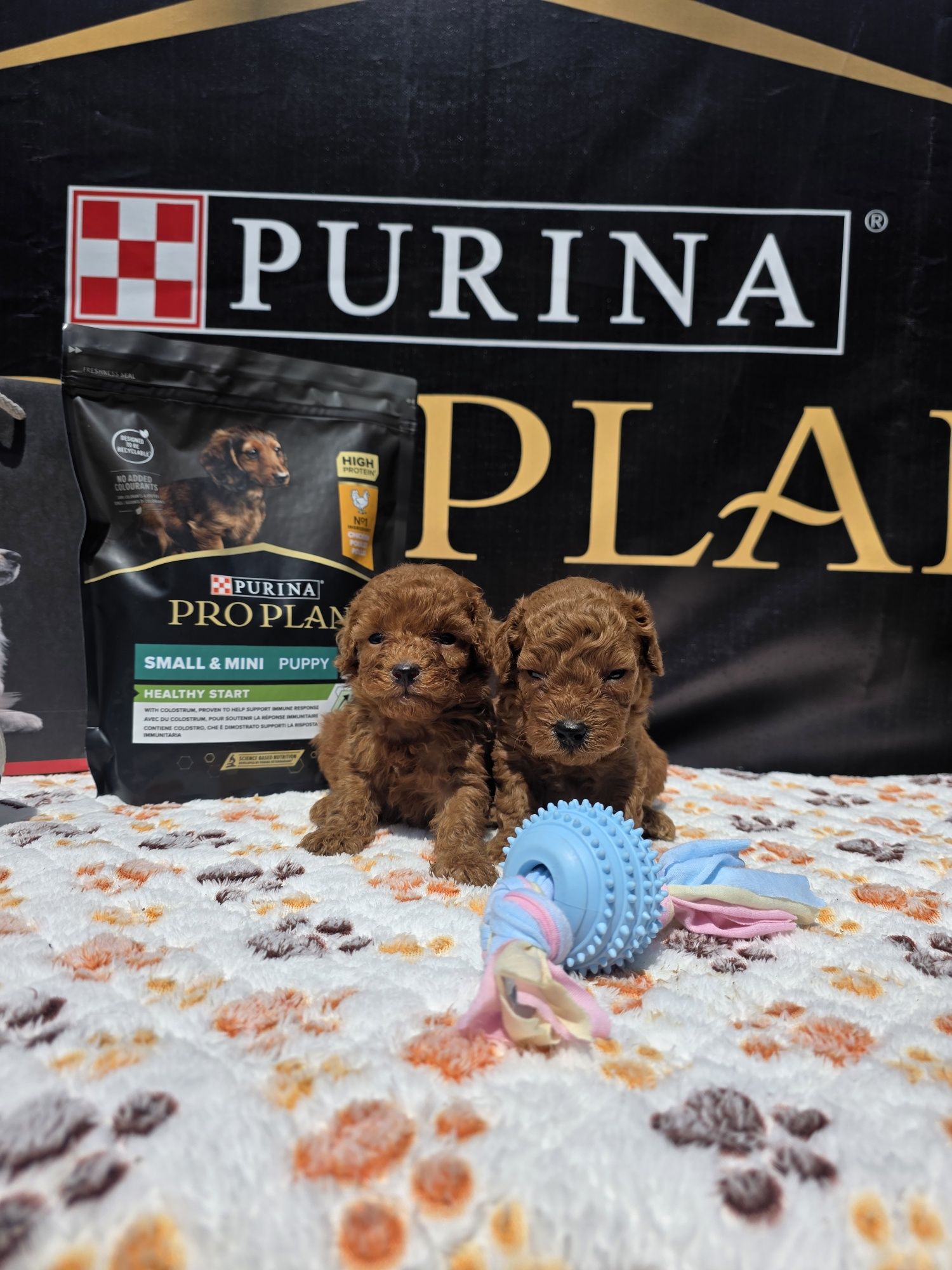 Пудел Той/ Poodle toy с Документация за произход