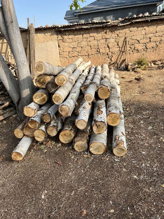 Таййор терак лар бор