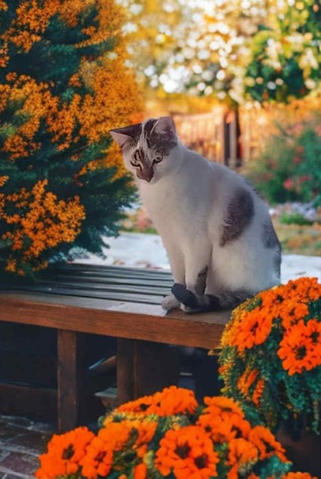 Motanel spre adoptie