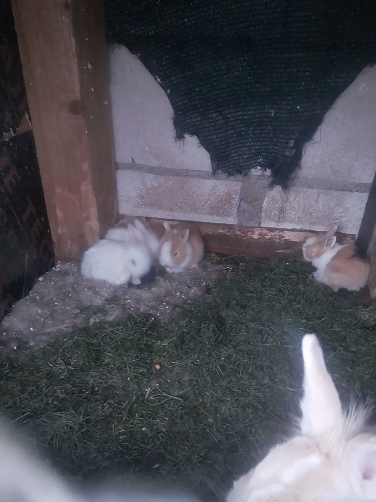 Pui iepurasi Miny toy,  rasa pitca, nu cresc mari