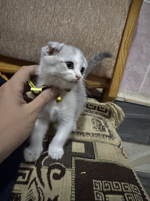 Mushuk fold uynoqi aqili mushun