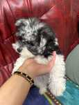 Catei bishon maltez