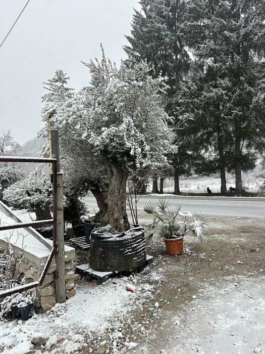 Maslini seculari plante ornanentale