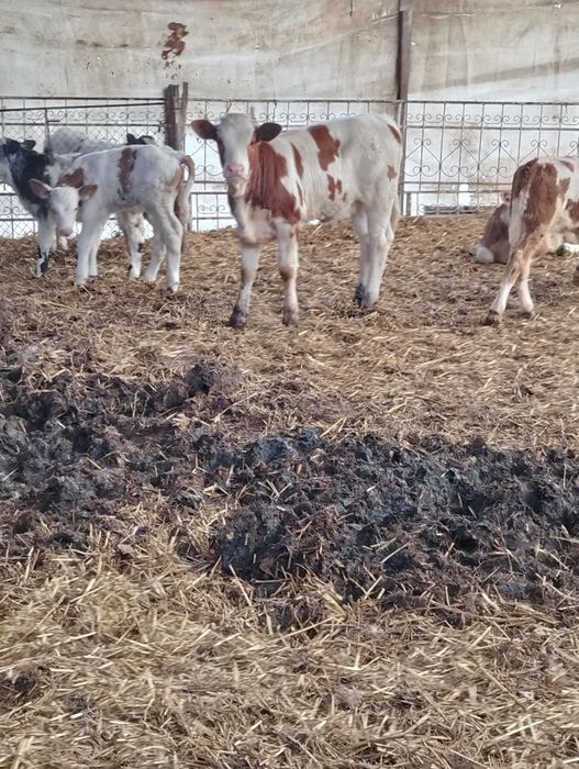 Vând viței bălțați și belgieni