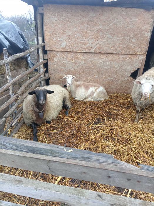 Vand 5 capre tinere urgent