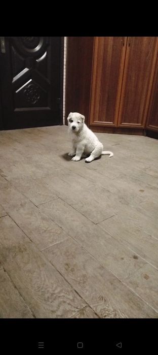 Щенок родился 5 октября