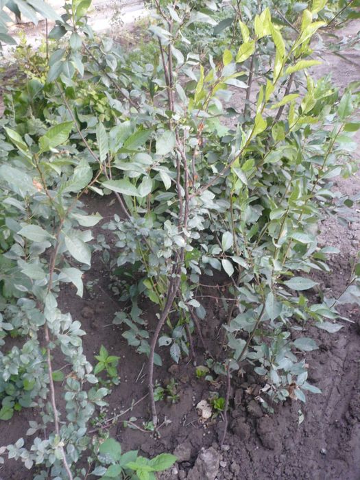 Саженцы вишни и других дачных деревьев и кустарников