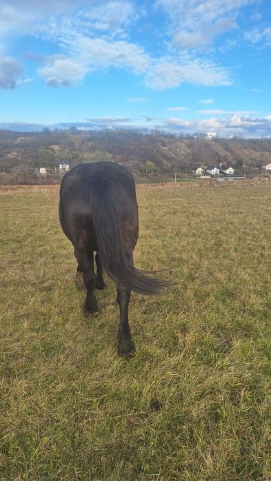 Vind sau schimb cal negru