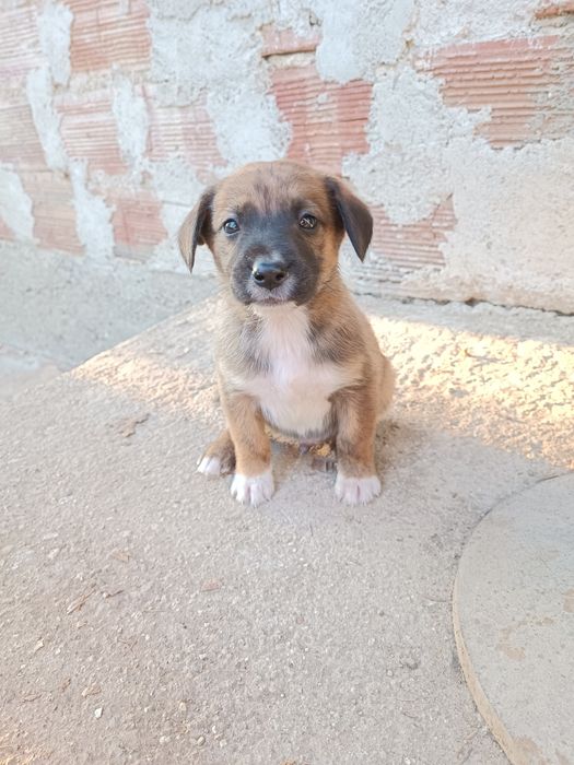 Подарявам кученца