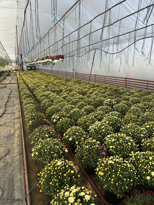 Crizanteme in ghiveci