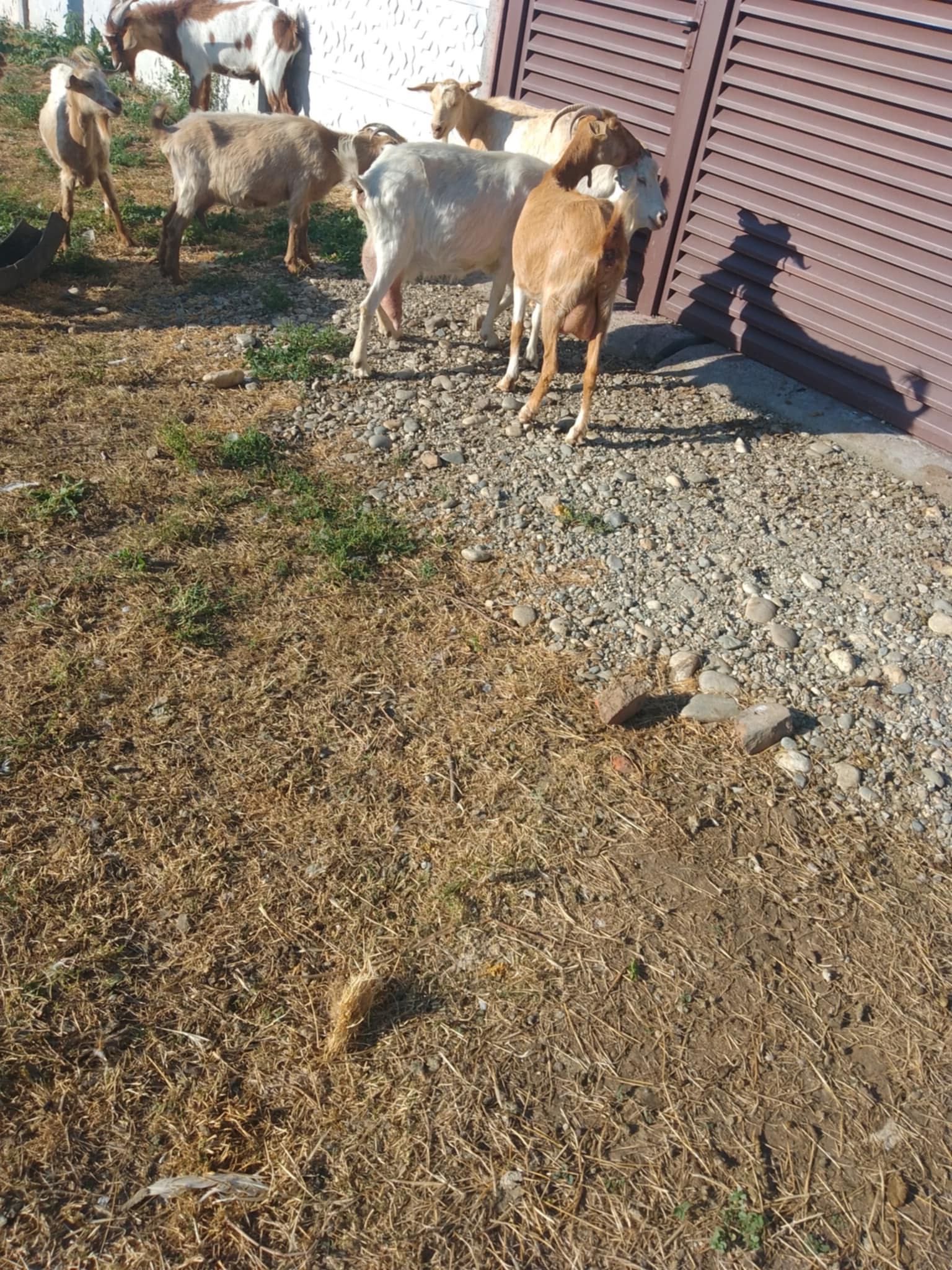 Animalele de vânzare