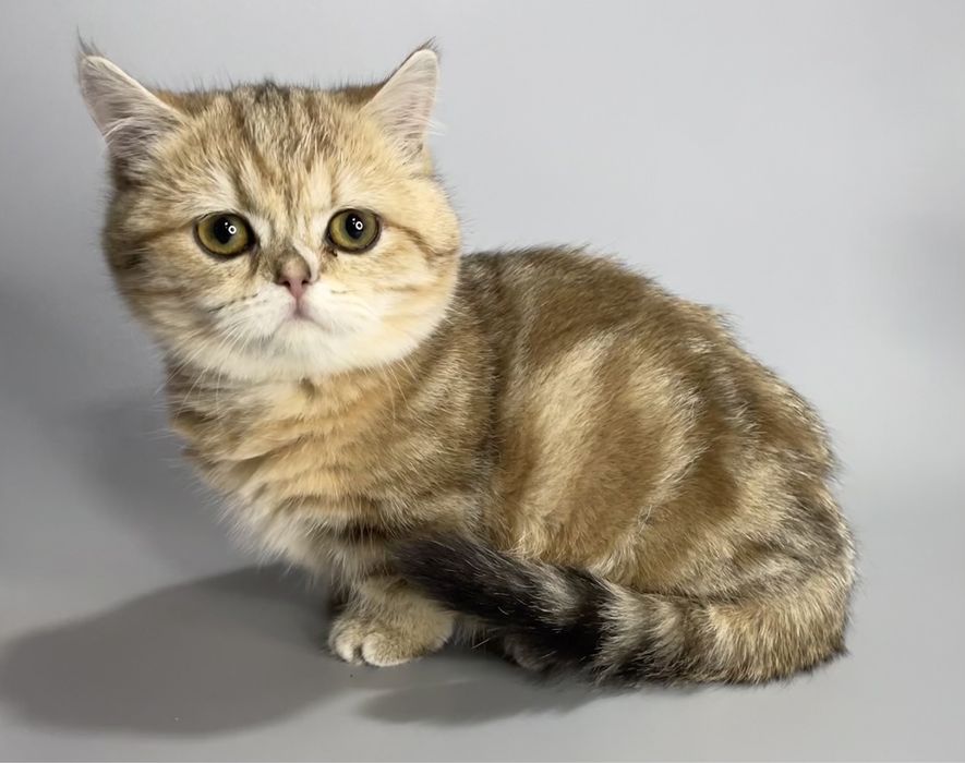 Продается манчкин,кошечка .