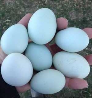 Oua araucana pentru incubat
