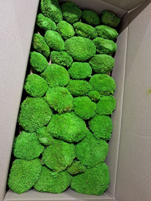 Топчест мъх, консервиран