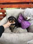 Fetita Yorkshire Terrier