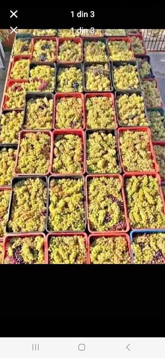 Struguri de vin Productie 2025