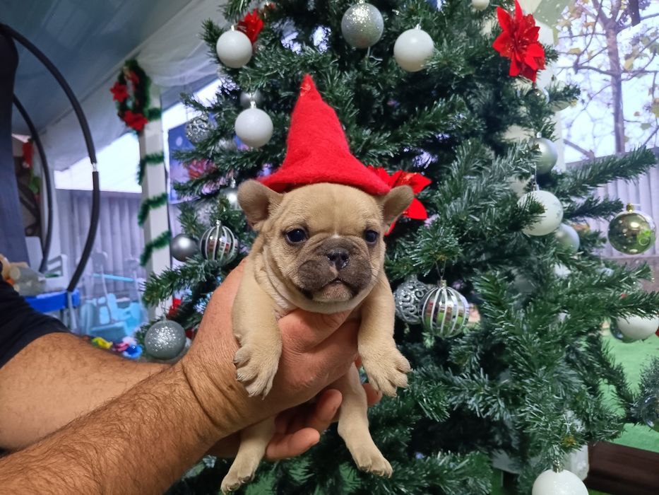 Френски булдог french bulldog