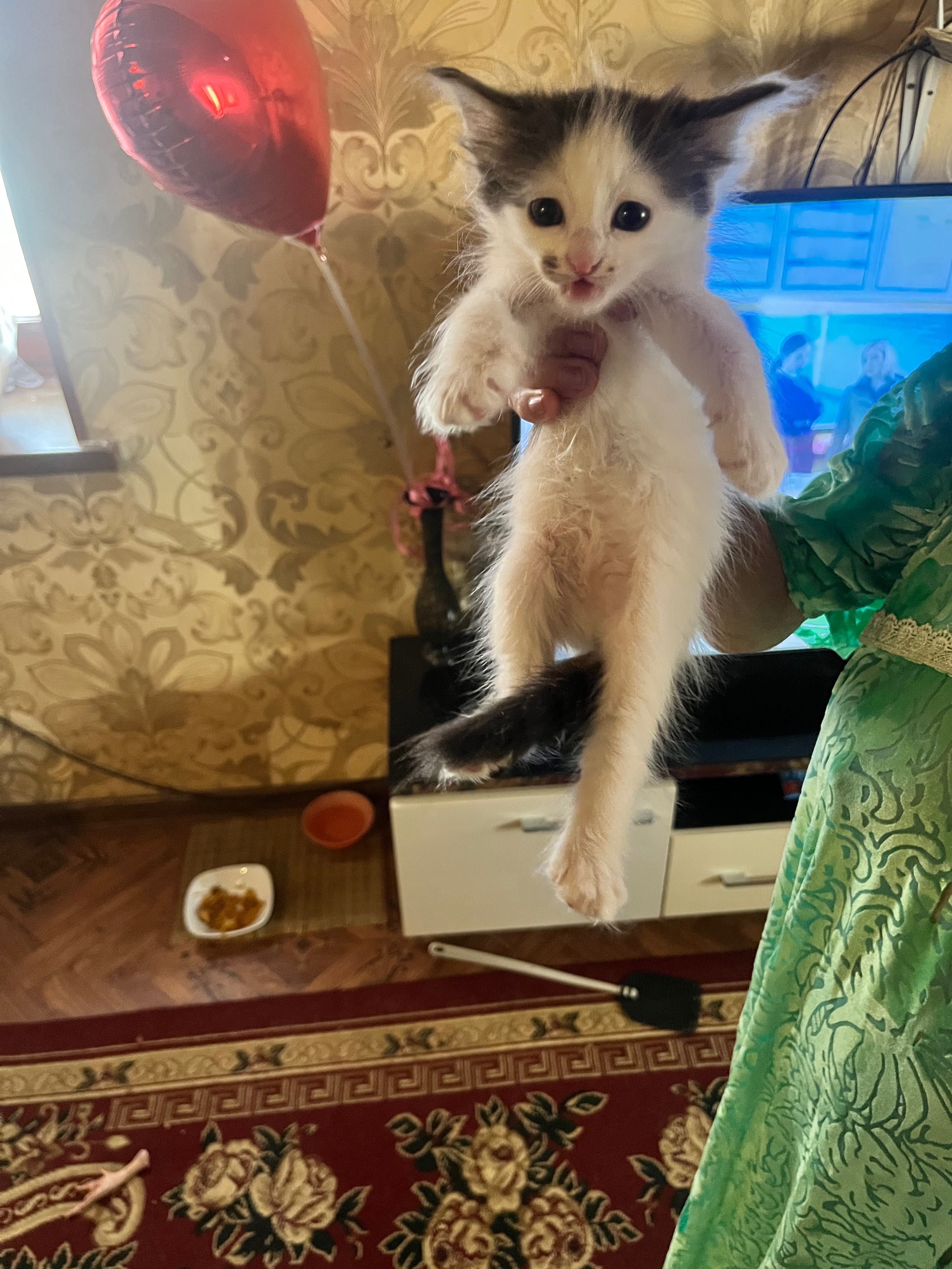 Отдам котят в хорошие руки