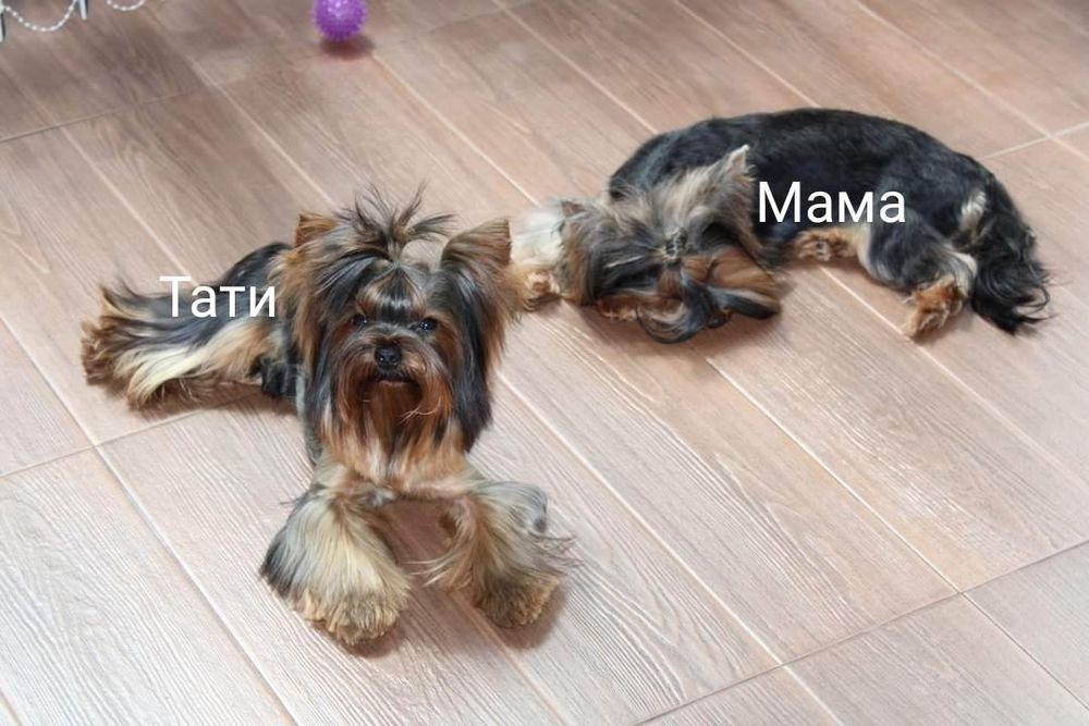 Йоркширски териер