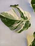 Planta Monstera Albo, taiata