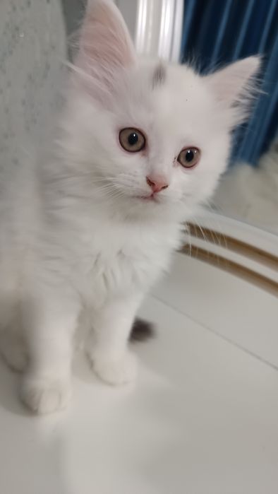 Продаётся котёнок скотиш страйт хайленд