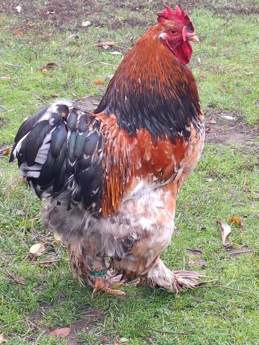 Cocos cochinchina uriaș