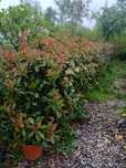 Laur ,photinia ,eunimus