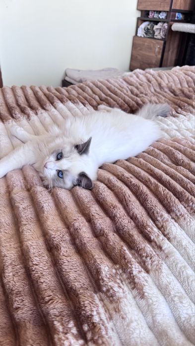 Регдол котенце търси своето семейство!