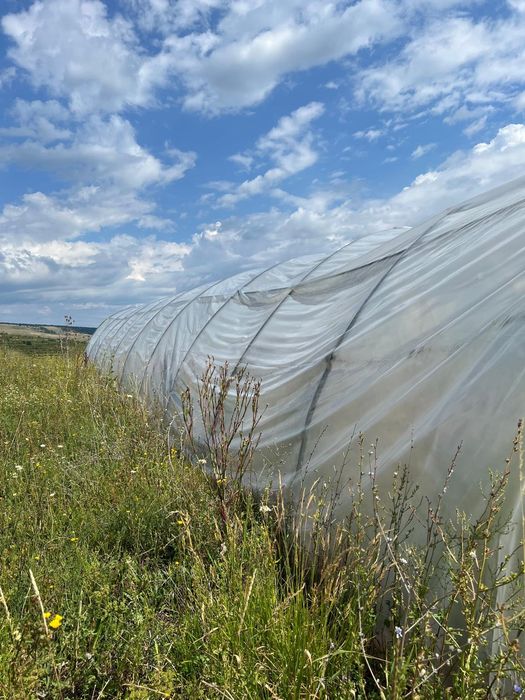 Solar 100 MP 5 pe 20