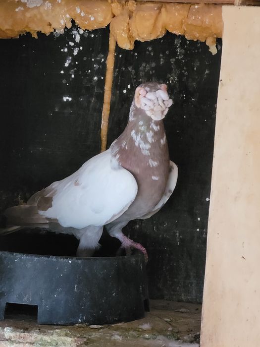 Porumbei voiajori duduros