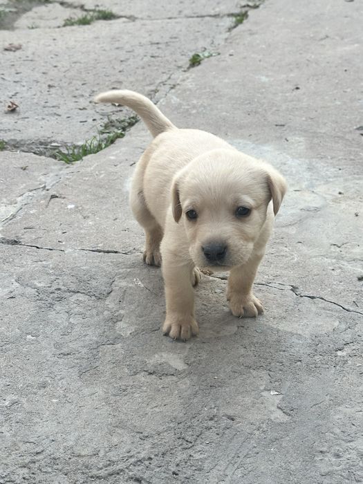 Щенки лобладоры чистокровные