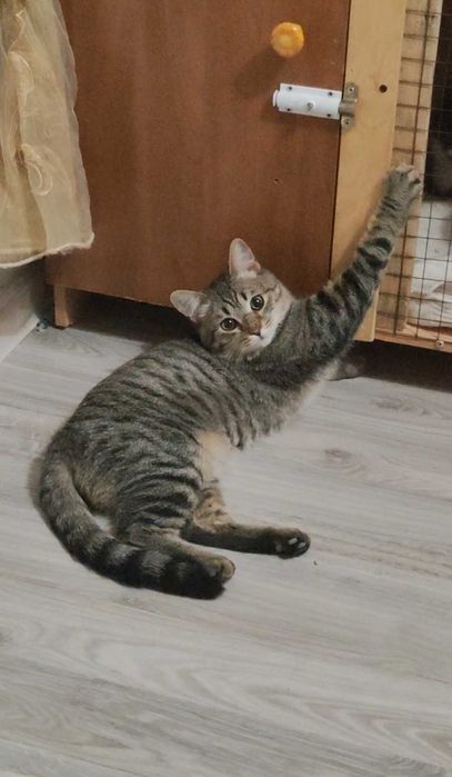 Молодой котик ищет дом