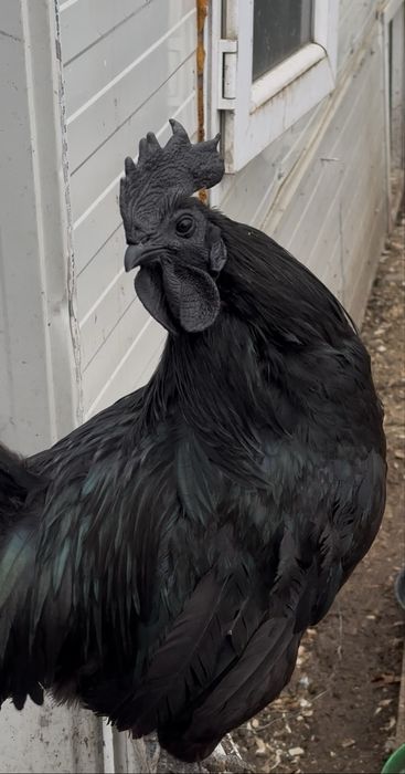 Oua de incubat ayam cemani, rasa pura, gaini complet negre