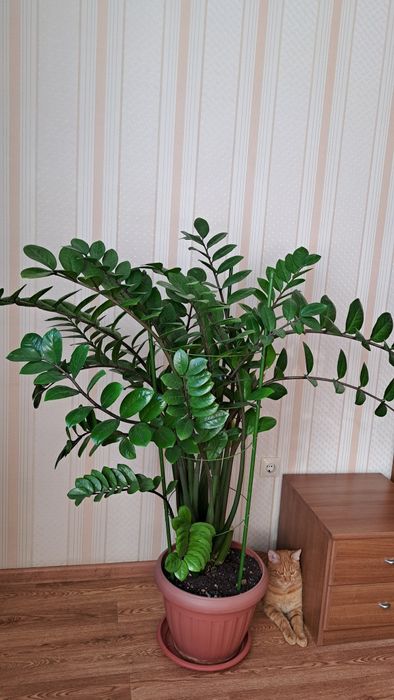 Замиокулькас, долларовое дерево