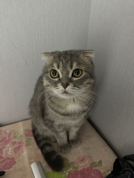 Отдадим кота в хорошие руки. Любящих котов