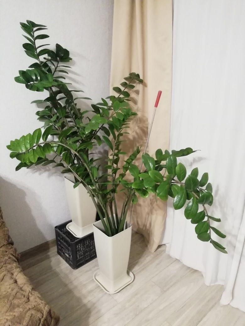 Продам замиокулькас, пеперомию, фикус