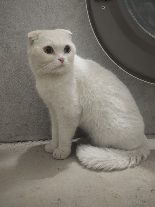 Scottish fold mushuk