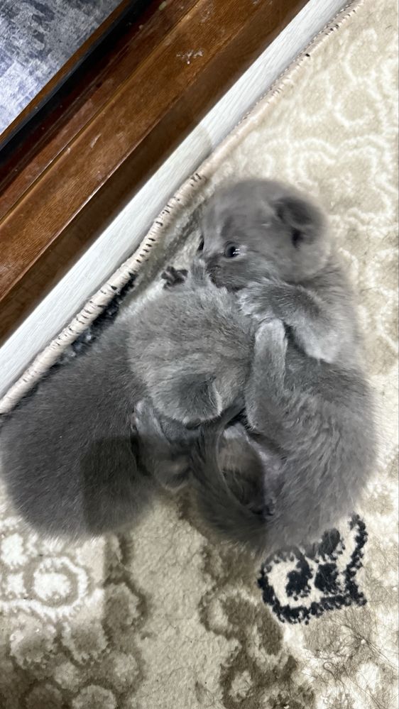 Продается котята от правильной вязки