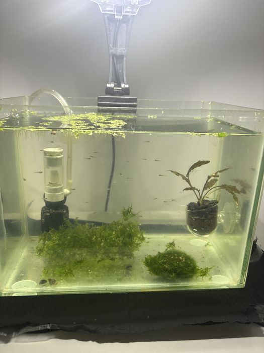 pesti guppy pui mici