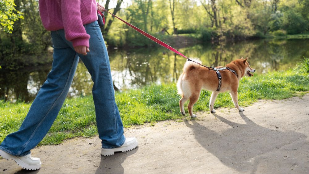 Выгул выших четвероногих друзей